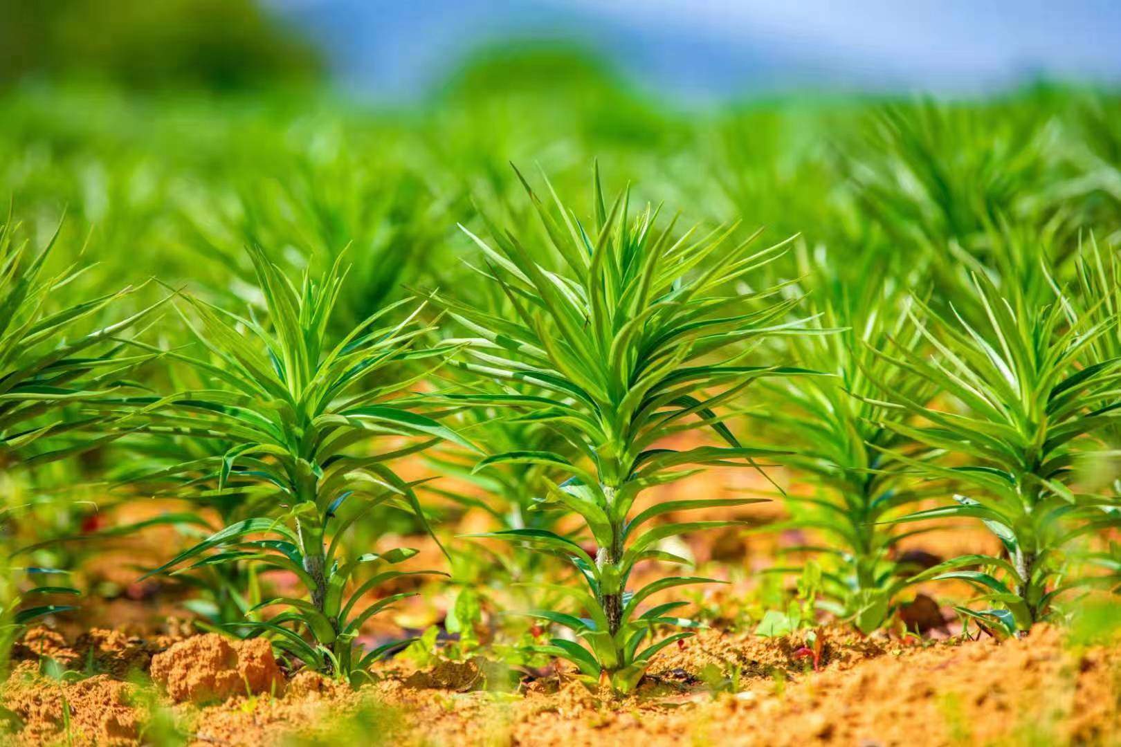 ������r(n��ng)����(d��ng)�r(sh��)�����d�ٺϏV����